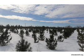 Кедр - фото 14 - питомник Красовский-Сад.рф