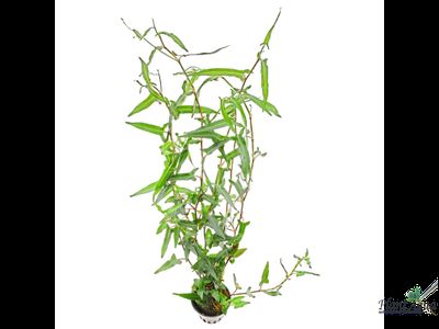 Полигониум Рубра (горшок)