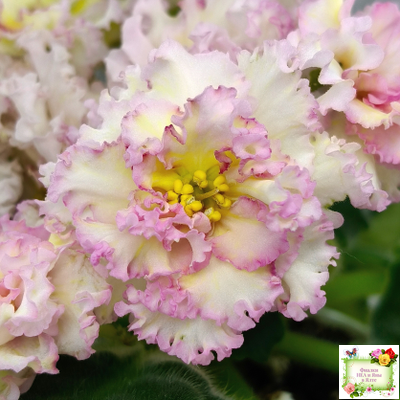 ЛЕ-Злато Скифов (Е. Лебецкая) 2015 г.