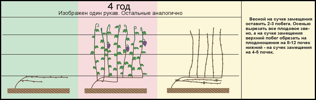 Обломка винограда весной для начинающих в картинках пошагово