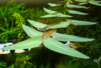 Гигрориза Аристата