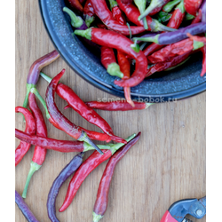 Перец острый Dreamcatcher White x TMHL, 10 шт