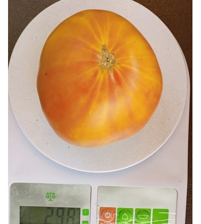 Томат Желтый полосатый Кармеллы (Carmella’s Yellow Stripes)