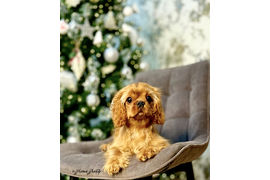 Лемимур Жадор