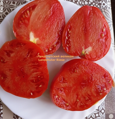 Томат Ландсхутский великан (Landshuter Riese, Германия)