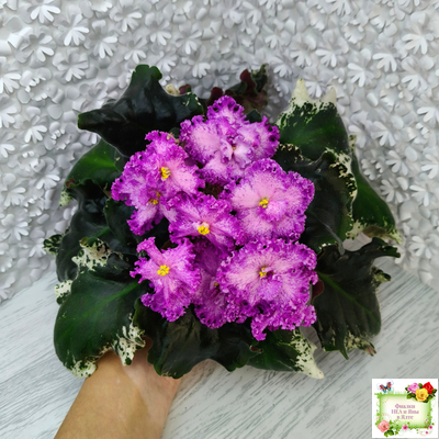 РС-Тропикана (С. Н. Репкина) 2015 г.