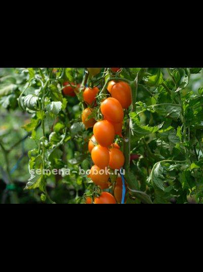 Томат Юстина (Justyna), 10 шт