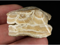 Арагонит, почковидные агрегаты, полировка, Россия, КЧР, Урупский район (37*36*11 мм, 16 г) №37737