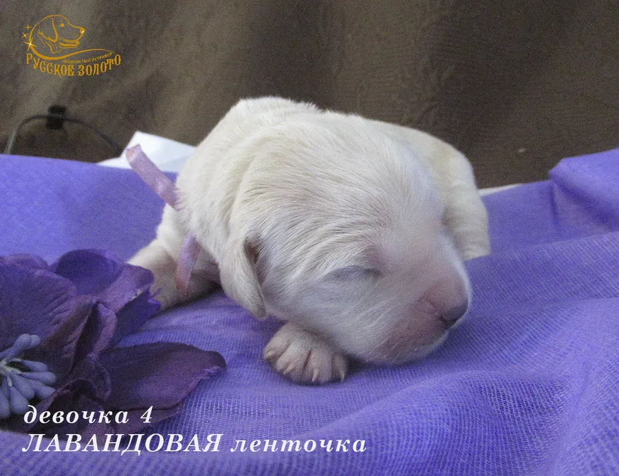 УЖЕ в НОВОМ ДОМЕ = Девочка ЛАВАНДОВАЯ ленточка, 5 дней. ДР 28.01.20. 