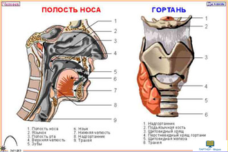 Человек и его здоровье. Дыхание (10 шт), комплект кодотранспарантов (фолий, прозрачных пленок)