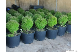 Туя Тини Тим Tiny Tim фотография в горшках - красовский-сад.рф