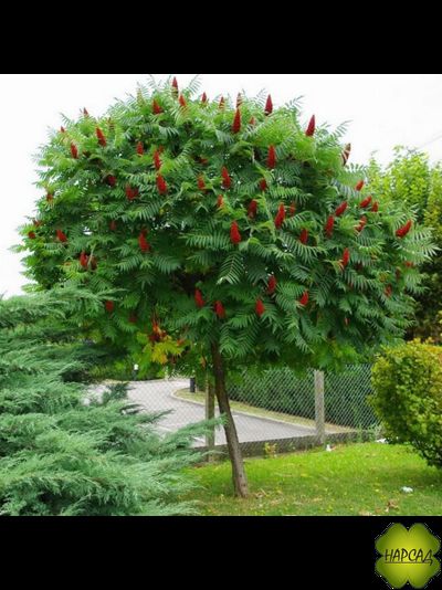 СУМАХ. ЭФФЕКТНАЯ ЛИСТВА И ЦВЕТЕНИЕ