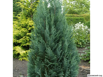 Кипарисовик Элвуди - Chamaecyparis Ellwoodii