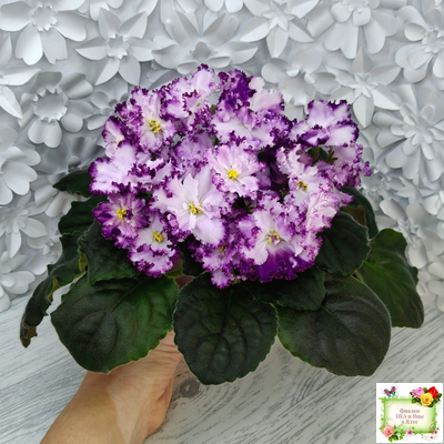 БР-Осирис (С. и Н. Буркацкие) 2022 г.