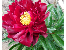 Пион Peter Brand (Питер Бранд)