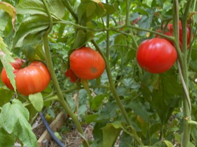 Томат Украинская Алена (Olena Ukrainian)