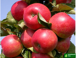 Яблоня "Жигулевское"