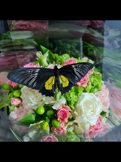 Букет в коробке с бабочкой №112