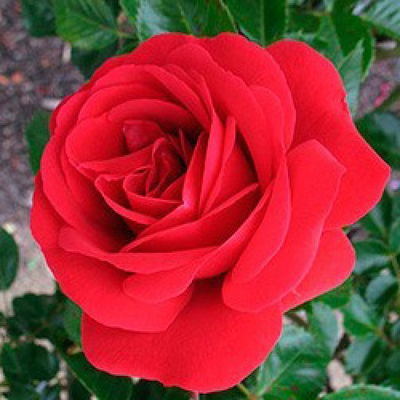 Роза Симпатия  (Sympathie) ОКС, Россия