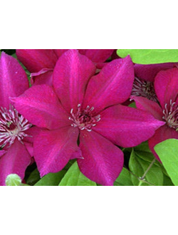 Клематис Perida (Перида), контейнер 2л