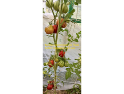 Томат Антико Канестрино из Лукки (Antico Canestrino di Lucca), Италия