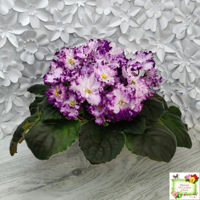 БР-Осирис (С. и Н. Буркацкие) 2022 г.