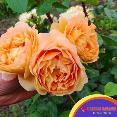 Грэхам Томас (Graham Thomas)