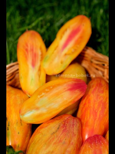 Томат Желтый Тюльпан, 5 шт