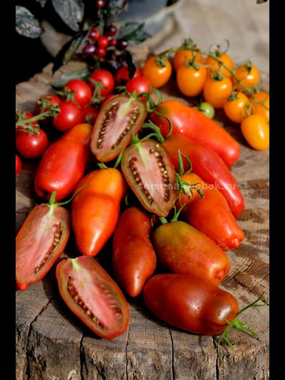 Томат Черный перец (Black Pepper), 10 шт