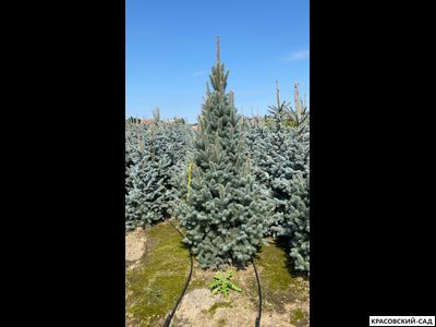 Ель Изели Фастигиата - Iseli Fastigiate