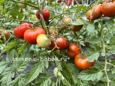 Томат Dwarf Kookaburra Cackle (Гном Смех Кукабарры), 10 шт