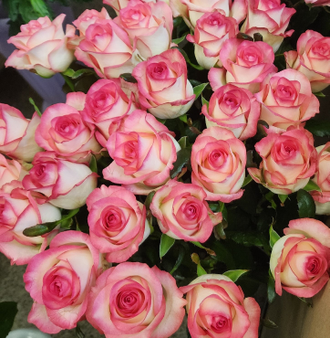 роза россия розовая