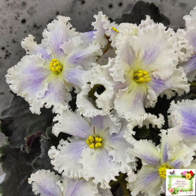 РМ-Золотой Берилл (Н.Скорнякова)