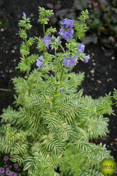 Синюха пестролистная "Брайс де Анжу"