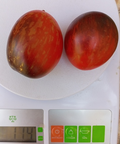 Томат Гном Сталь Дамаска (Dwarf Damascus Steel)