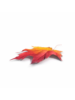 листья Лист 01