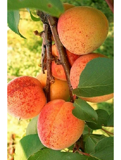 Абрикос  Компотный