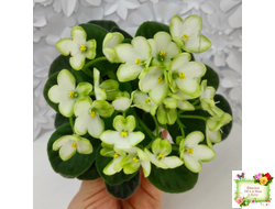 Mac's Misty Meadow (G.McDonald)