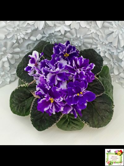 ВаТ-Морской Стиль (Т. Валькова) 2019 г.