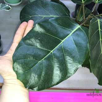 Ficus lutea / фикус Лютея