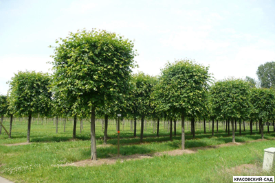 Липа европейская Палида - Pallida