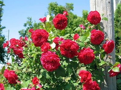 Роза Квадра (Quadra), ОКС, Бельгия