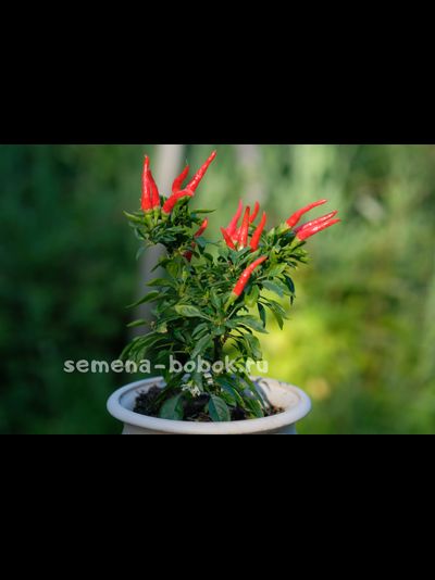 Перец сладкий  Яркие Лучи, 10 шт