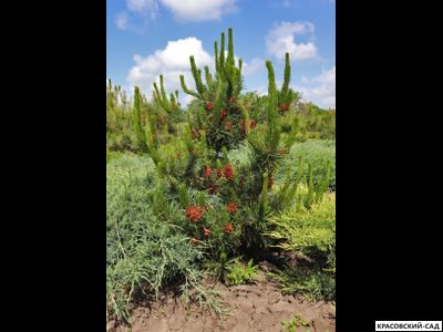 Сосна Негиши - Negishi