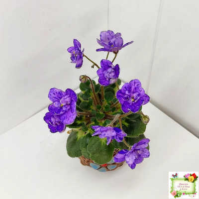 Milady (C.Russell) 01/21/1981 (гёрл-лист)