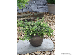 Можжевельник обыкновенный Спотти Спридер - Spotty Spreader