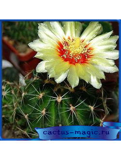 Hamatocactus setispinus REPP 1016 B