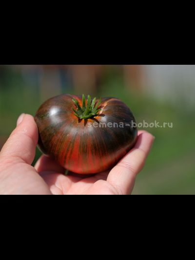 Томат Dwarf Rebel Starfighter Dipper&#039;s Delight (Гном Восставший Звездный Истребитель Восторг Диппера), 10 шт