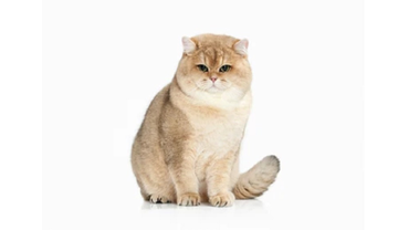 Британский кот окраса золотая шиншилла