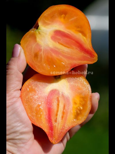 Томат Волшебные Шляпки тётушки Гретель